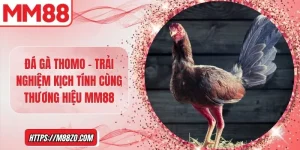 Đá gà Thomo – Trải nghiệm kịch tính cùng thương hiệu MM88